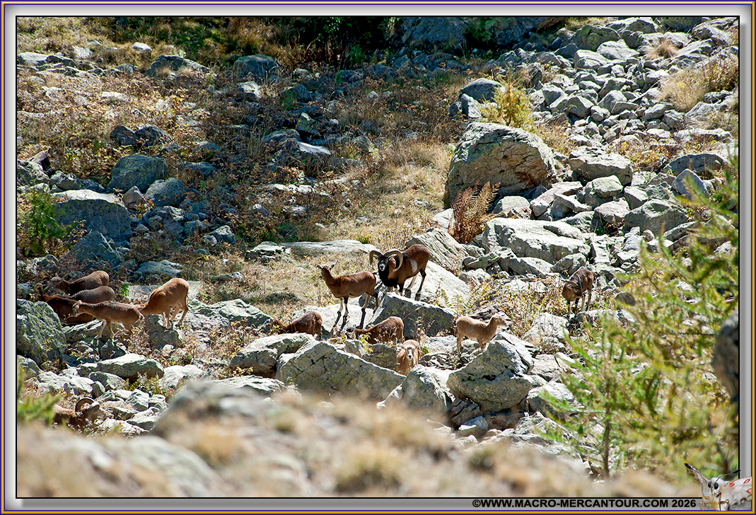 MOUFLONS